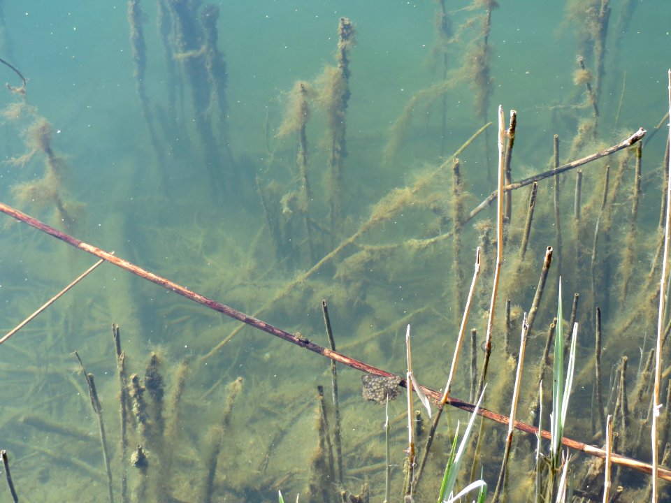 20150419Erlichsee1
