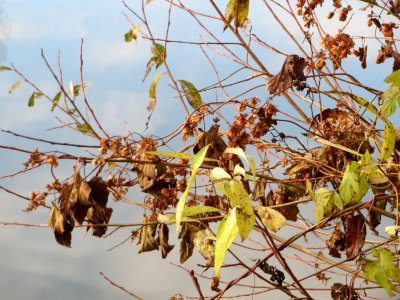 20141207Humulus_lupulus