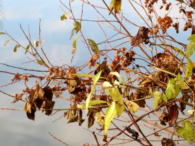 20141207Humulus_lupulus photo