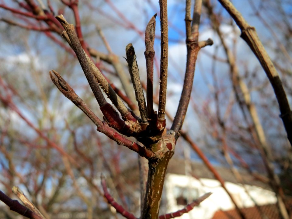 20150111Cornus_sanguinea2