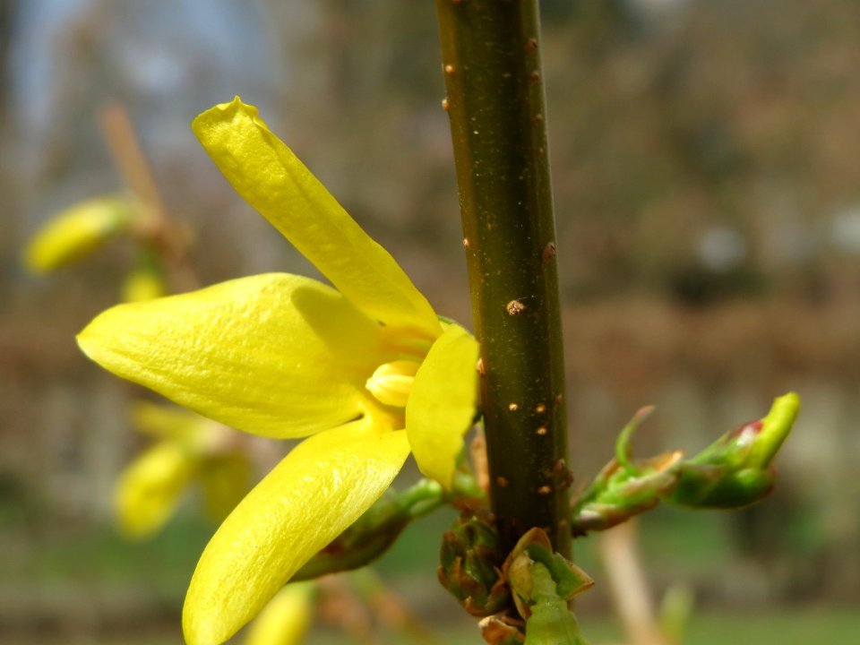 20150327Forsythia_x_intermedia2