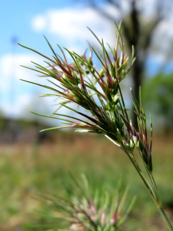 20150418Poa_bulbosa1