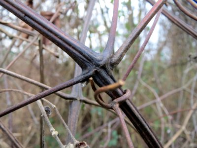 20150104Clematis_vitalba4