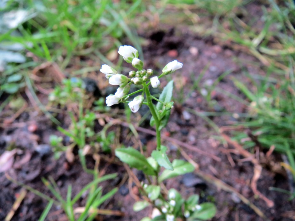20150104Capsella_bursa-pastoris