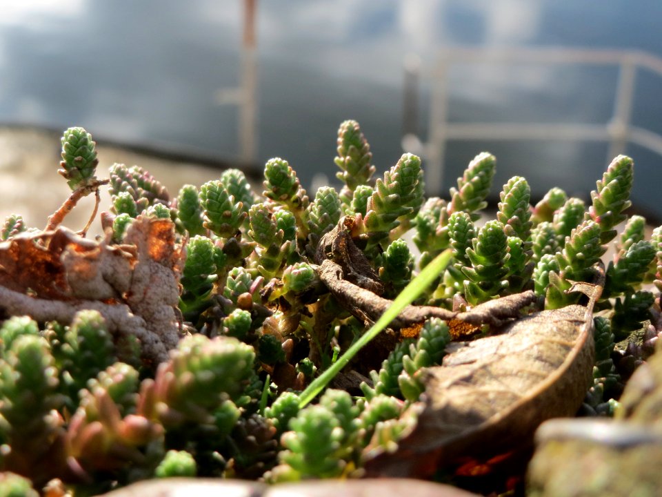 20141207Sedum_acre1
