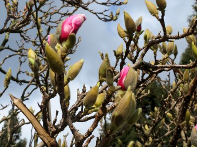 20150327Magnolia_x_soulangeana1