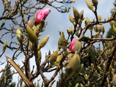 20150327Magnolia_x_soulangeana1 photo