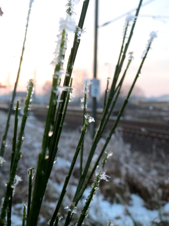 20150106Cytisus_scoparius2