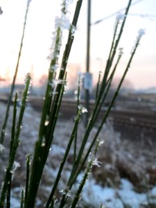 20150106Cytisus_scoparius2