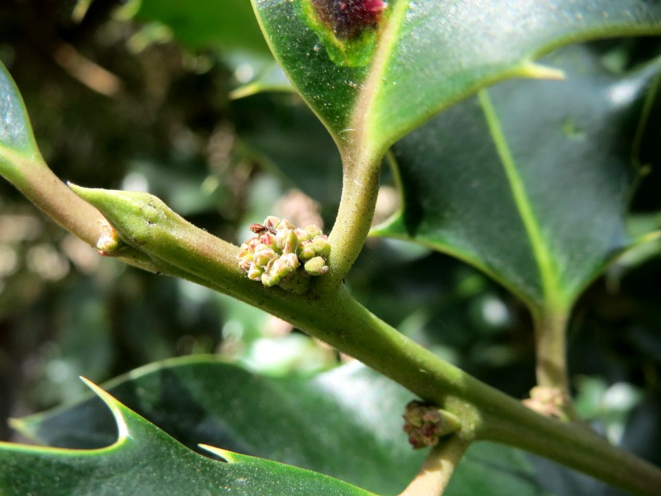 20150327Ilex_opaca3
