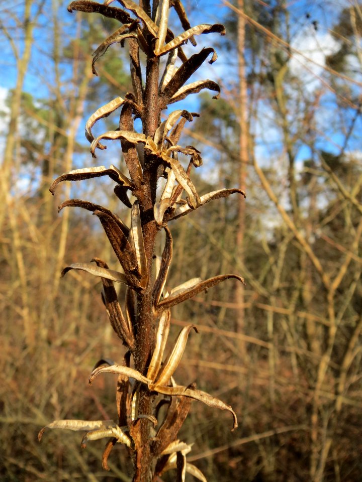 20150111Oenothera_biennis2