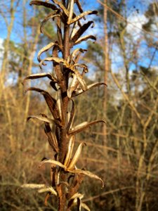 20150111Oenothera_biennis2