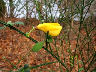20141224Cytisus_scoparius