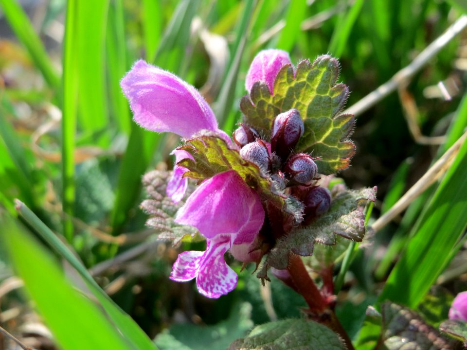 20150327Lamium_maculatum2