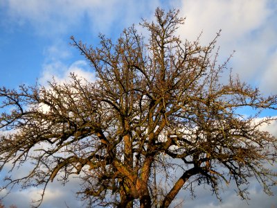 20150111Birne_Schwetzingen1