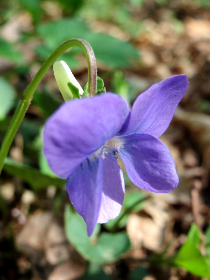 20150418Viola_riviniana1