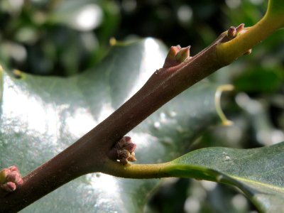 20150327Ilex_opaca5