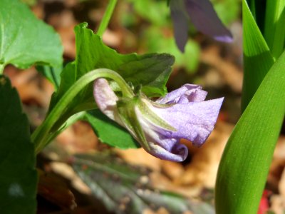 20150418Viola_riviniana5