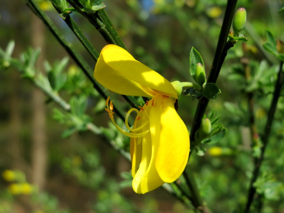 20150418Cytisus_scoparius2