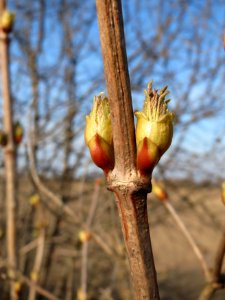 20150322Viburnum_opulus2
