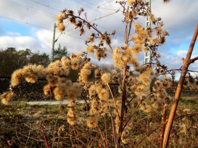 20150111Solidago_canadensis2 photo