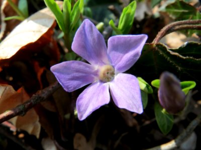 20150322Vinca_minor2