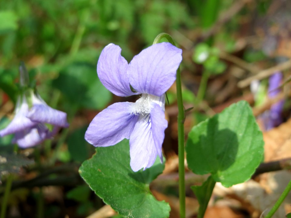 20150418Viola_riviniana4