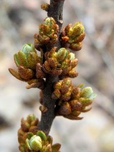 20150324Hippophae_rhamnoides3