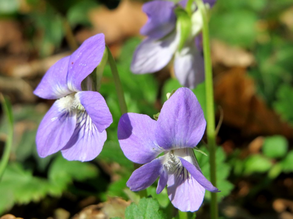 20150418Viola_riviniana8
