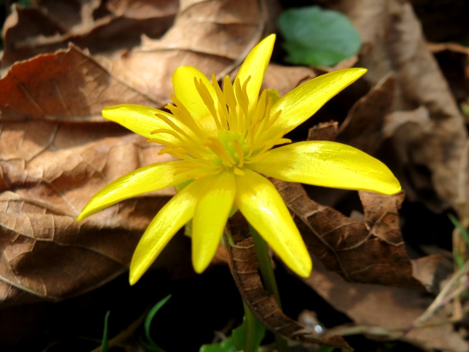 20150324Ficaria_verna1