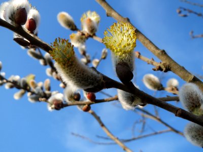 20150322Salix_caprea2