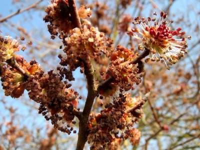 20150320Ulmus_minor2