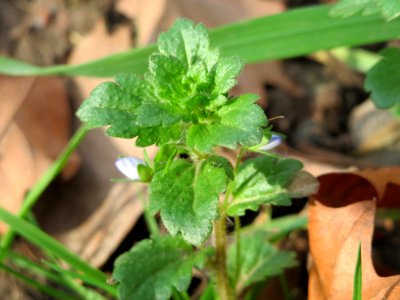 20141207Veronica_persica