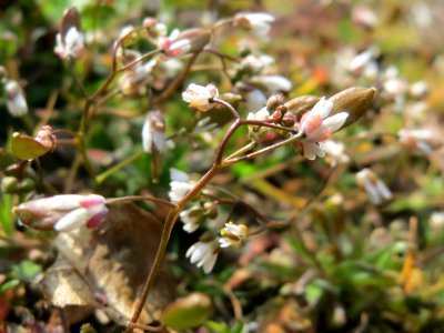 20150324Draba_verna1
