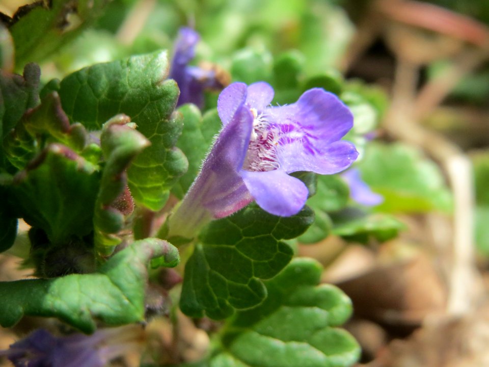 20150324Glechoma_hederacea2