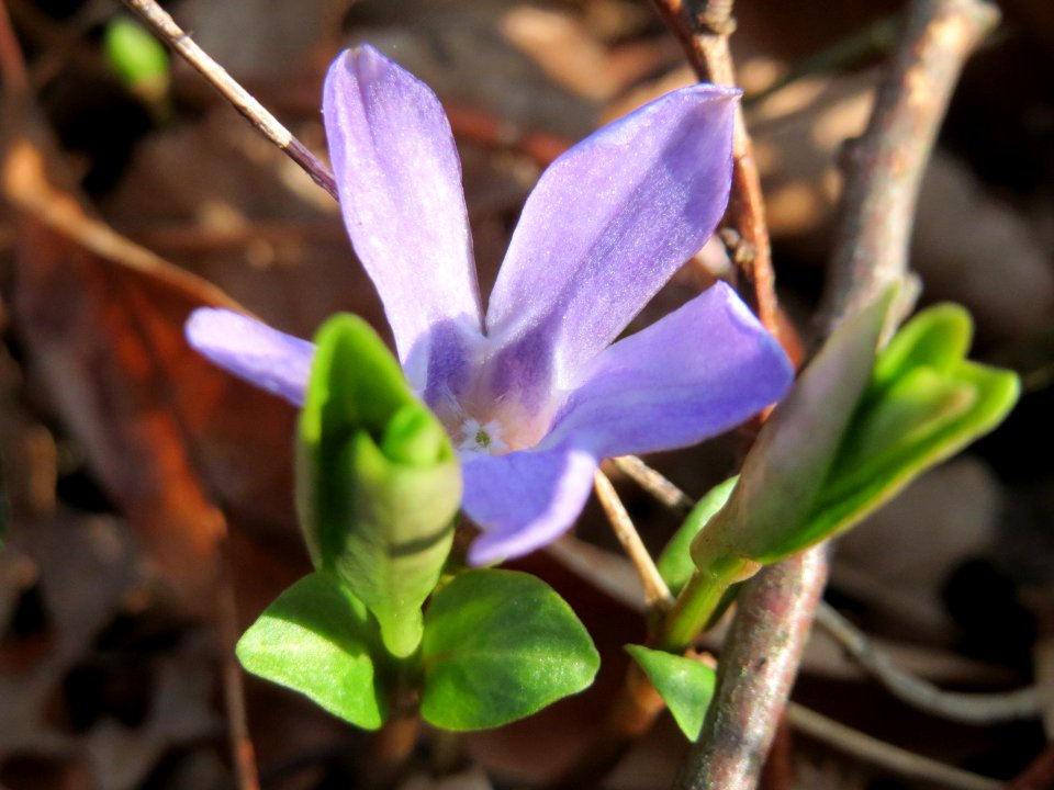 20150322Vinca_minor1