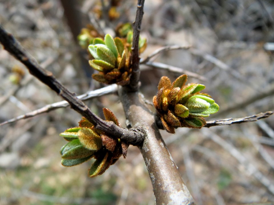 20150324Hippophae_rhamnoides4