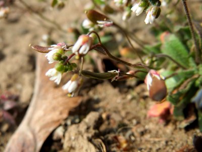 20150324Draba_verna2