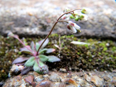 20150323Draba_verna1