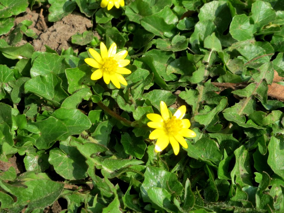 20150324Ficaria_verna2