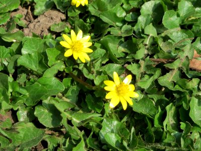20150324Ficaria_verna2