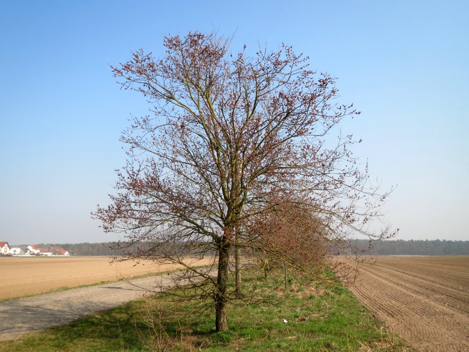 20150320Ulmus_minor1