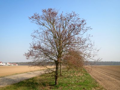 20150320Ulmus_minor1