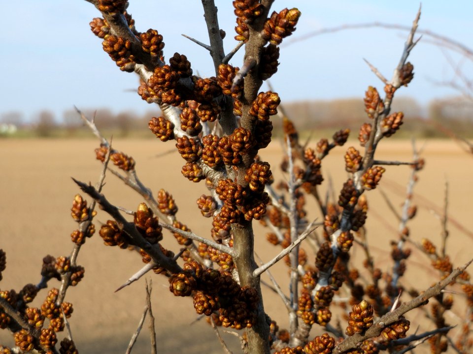 20150322Hippophae_rhamnoides3