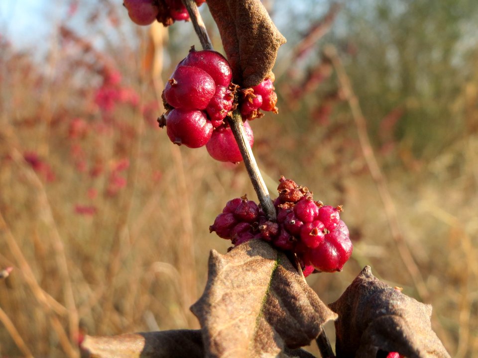 20150320Symphoricarpos_orbiculatus06