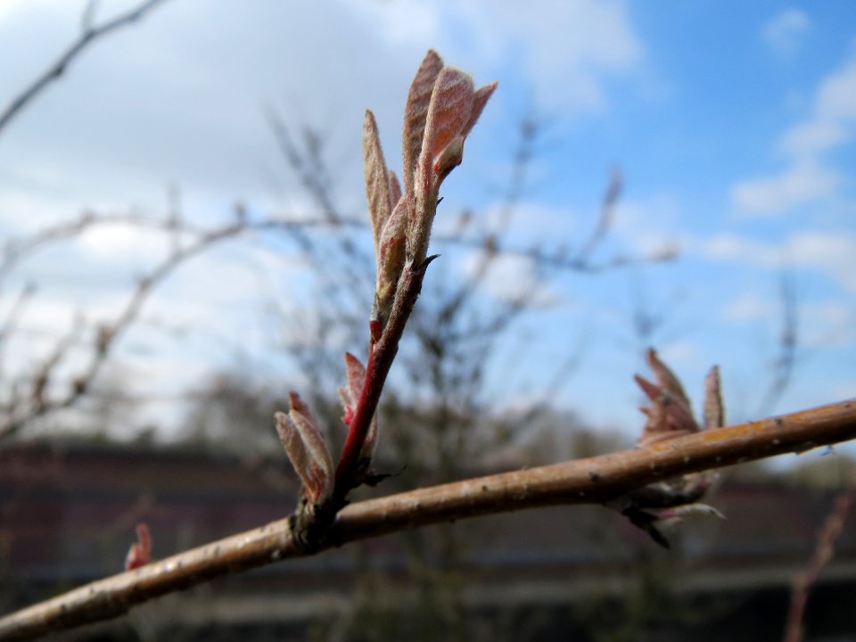 20150322Lonicera_xylosteum4
