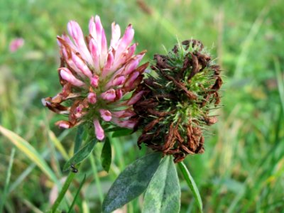 20141207Trifolium_pratense1