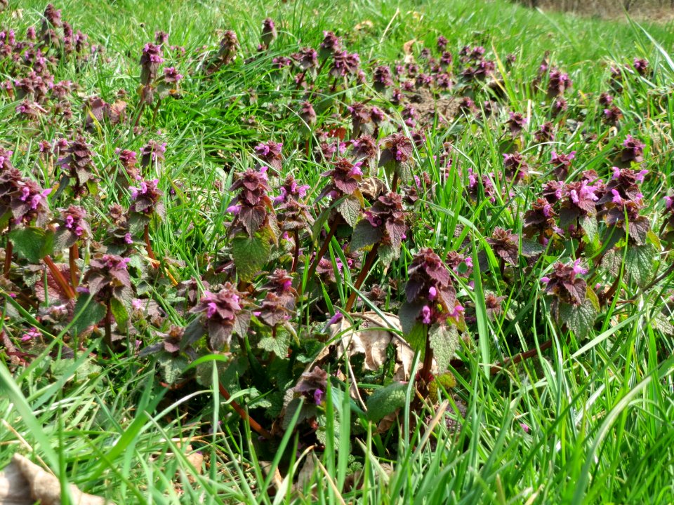 20150324Lamium_purpureum