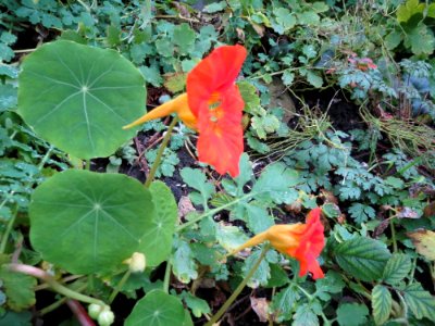 20141206Tropaeolum_majus3