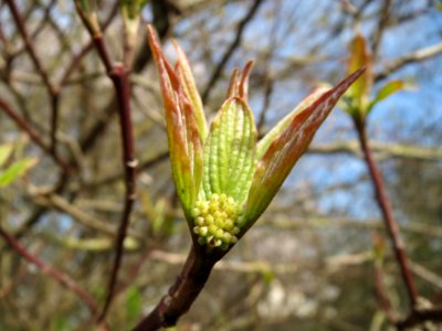 20150407Cornus_sanguinea1